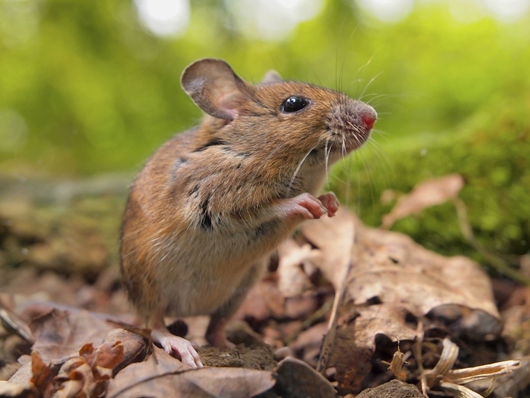 Az egerek már kortyoltak az örök ifjúság forrásából