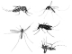 Szúnyogvizsgálat: még nincs fenyegetettségre utaló jel