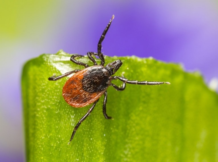 Lyme-kór: franciaországi tanácsok a fertőzés elkerülésére