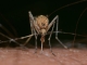 85 ezer hektárom irtják a héten a szúnyogokat