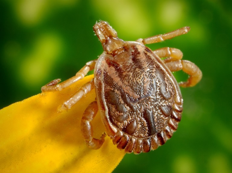 Lyme disease cases are on the rise in the UK