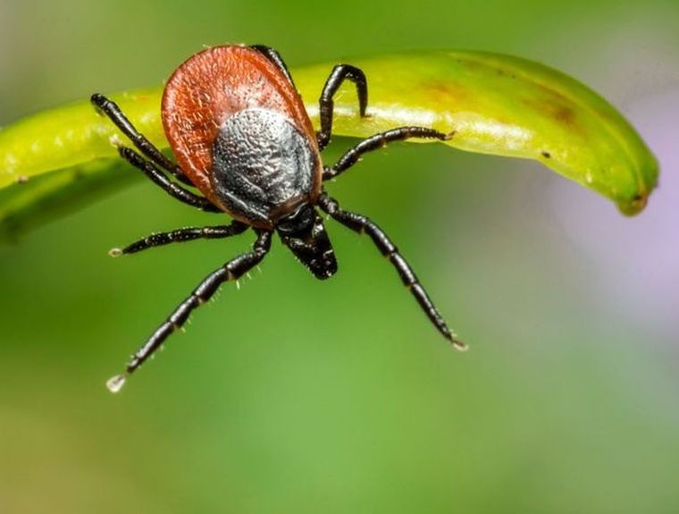 Komoly betegségeket, tragédiákat okozhatnak a rovarcsípések