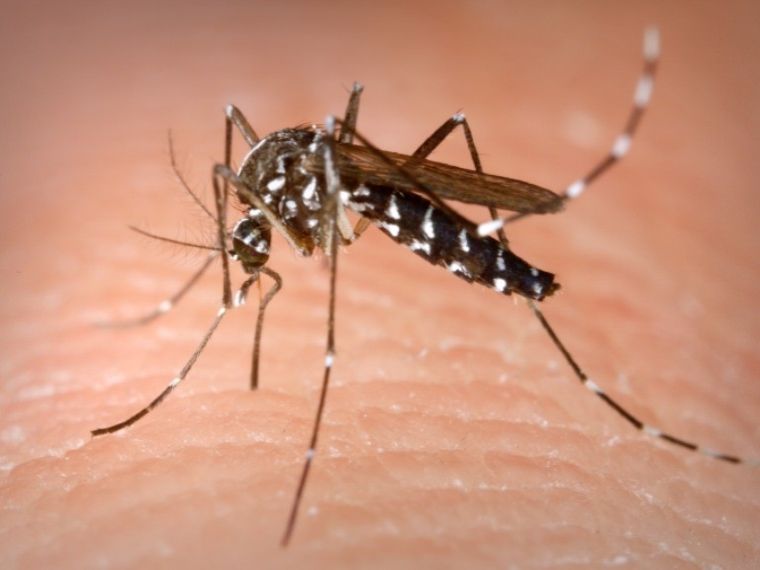 A szúnyogok elleni védekezésre kéri a lakosságot a NNGYK