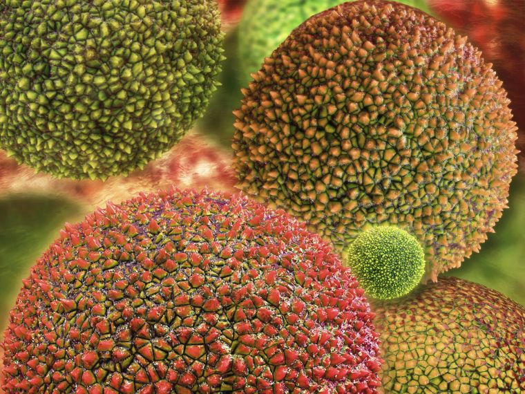 NNGYK: végéhez közeledik a parlagfű pollenszezonja