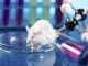 Antibiotikum kombinációkkal számolták fel a Lyme-kórt egerekben
