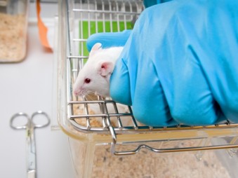 A kombinált terápia megszünteti a babéziózist egerekben