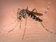 Trópusi szúnyogok által okozott járványok közelednek