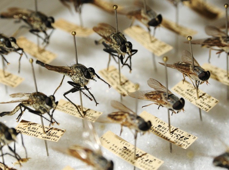 Durva szúnyoginvázió keseríti meg az idei nyarat