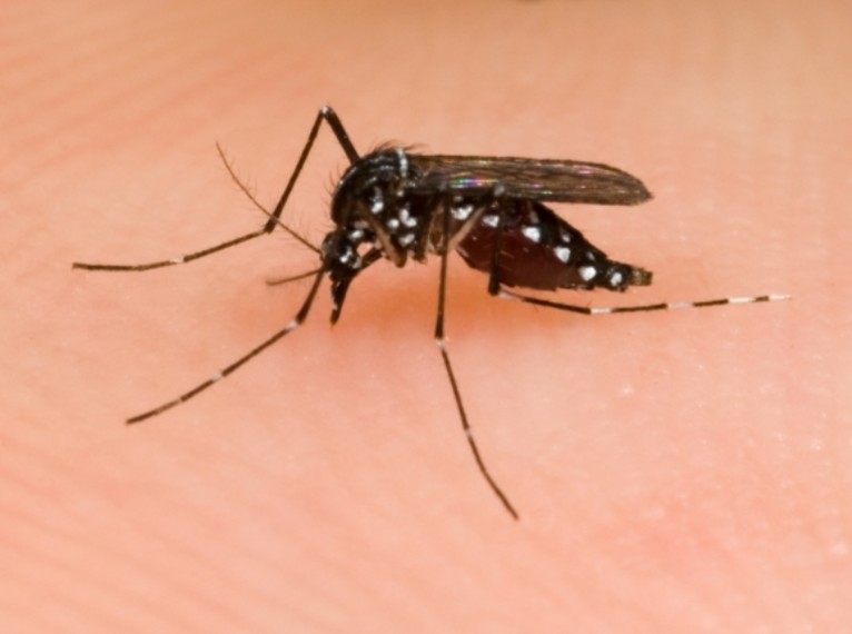 Igy védekezhetünk a Dengue-lázat terjesztő tigrisszúnyog ellen