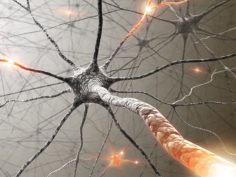 Új felfedezés segíthet az agyat érintő betegségek okainak feltárásában