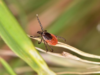 A Lyme-kór megfejtése