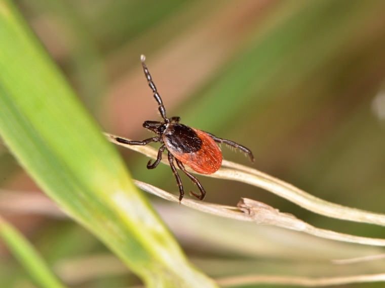 A Lyme-kór megfejtése