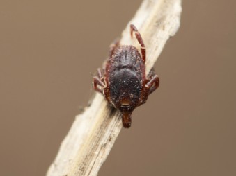 Emelkedik a Lyme-kór kockázata a klímaváltozás miatt