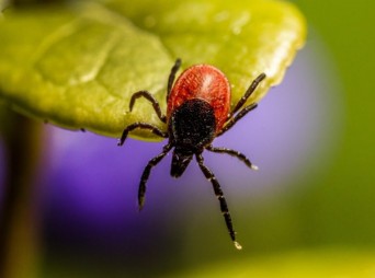 A Lyme-kór feltérképezése térben és időben