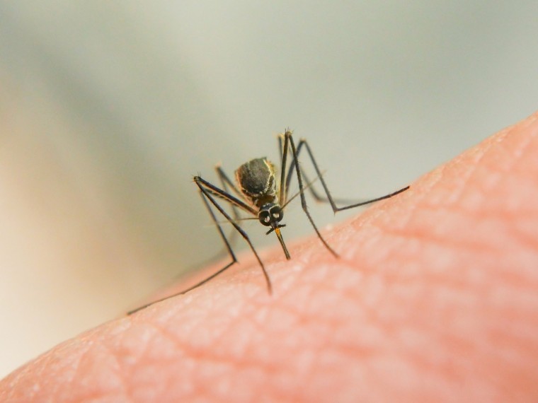 Mikor terjesztik el a szúnyogok nálunk is a dengue-lázat?