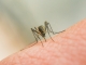Mikor terjesztik el a szúnyogok nálunk is a dengue-lázat?