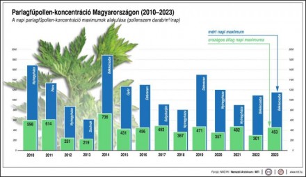 NNGYK: hamarosan kezdődik a parlagfűpollen-szezon
