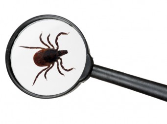 A Lyme-kór változása felmelegedő világunkban