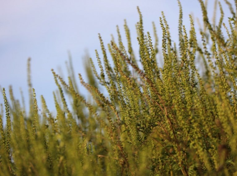 Tombol a parlagfűszezon – mit tehetünk az allergén ellen?