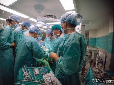 Méhátültetést végeztek a Pécsi Tudományegyetemen - egy juhon