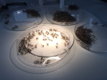 Rezisztenciát okozhat a szúnyogok ellen használt kémiai gyérítőszer