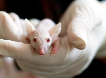 Miért éppen egereken vizsgálják a tudósok az emberi betegségeket?