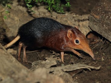 A cickányokat azonosították a Lyme-kór nagy hordozójaként