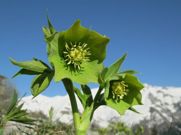Frissült az NNGYK új online adatbázisa a veszélyes növényekről