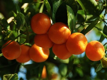 Több, mint C-vitamin-forrás – a narancs 7 bizonyított egészségügyi hatása