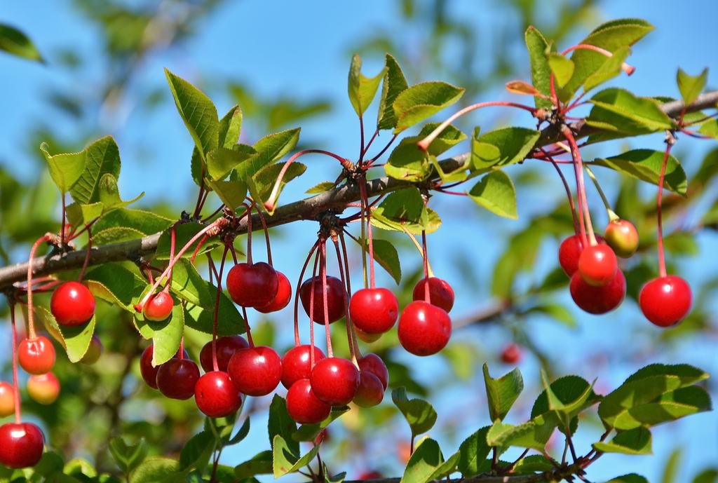 Cseresznye és izomregeneráció: az antioxidánsok és a melatonin szerepe a terhelés utáni felépülésben