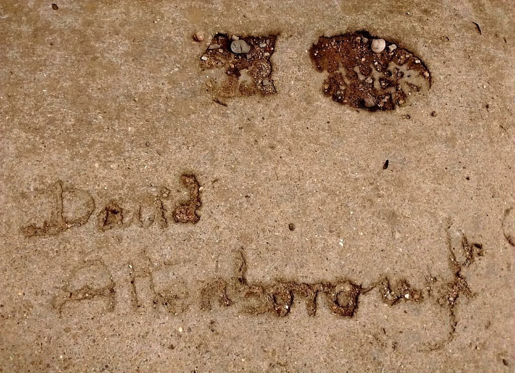 Az ember, aki generációkat tanított meg a természet szeretetére – 100 éves Sir David Attenborough