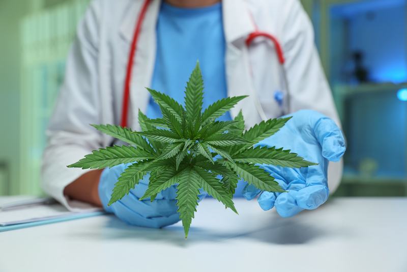 A kannabisz kognitív hatásai új megvilágításban: magyar kutatás árnyalja a képet