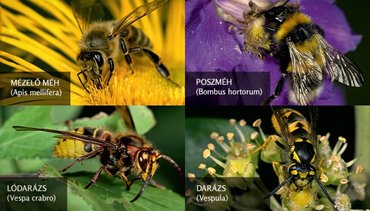 Tavaszi riadalom: minden, amit a méh- és darázscsípésekről tudhatunk