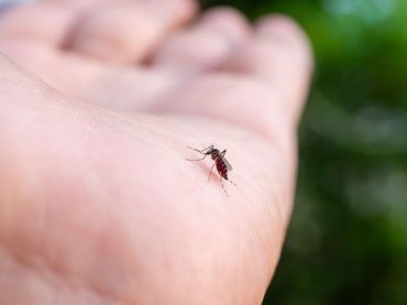 Lázas nyáréjszakák – a Chikungunya és a Dengue-láz