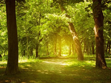 Az erdőtelepítések zöme csak papíron növeli a zöldterületek arányát