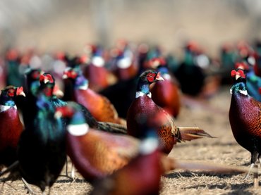 A fácánokhoz kapcsolja a Lyme-kór kórokozóját egy tanulmány