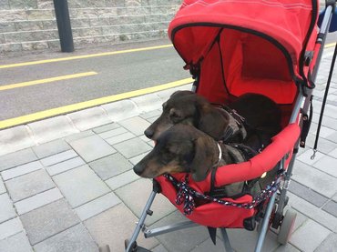 Lassan több kutya ül babakocsiban, mint kisgyerek