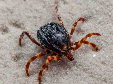 Veszélyes kórt terjeszthet az itthon is észlelt kullancs