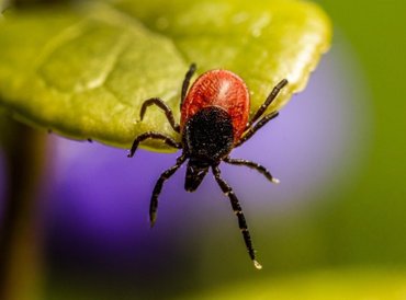 A Lyme-kór terjedésének teóriájáról