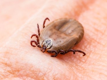 A fertőzéseket vektorként az emberbe juttathatják