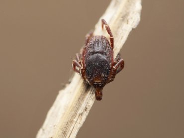 Több vármegyében megjelent a “horrorkullancs” Magyarországon