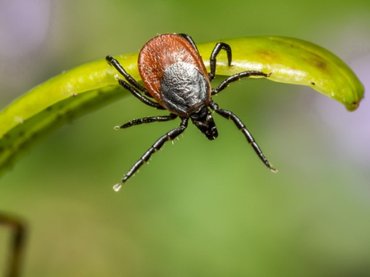 Nyári influenza vagy Lyme-kór? Figyeljen a tünetekre!