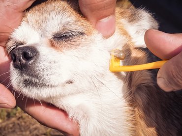 Óvd meg a kutyád a vérszívóktól!