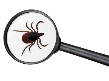 Átteleltek a kullancsok