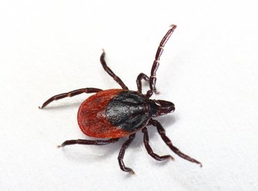 Segíthet ez az illóolaj a Lyme-kórt hordozó kullancsok elriasztásában?