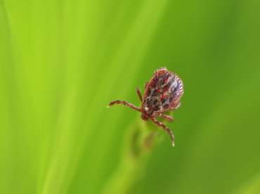 A Lyme-kór terjedése egyre aggasztóbb