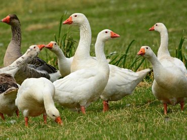 Ismét Európa-szerte terjed a madárinfluenza
