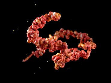 A Lyme diagnózis bonyolultsága innovatív megoldásokat igényel