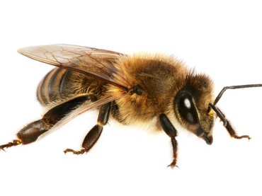 Kiszagolhatják a tüdőrákot a méhek