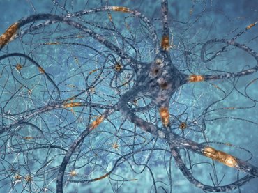 Új emberi agysejttípust fedeztek fel